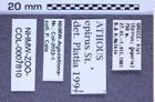 Etiketten zu Athous epirus (Stierlin, 1875) (NHMW-ZOO-COL-0007810)